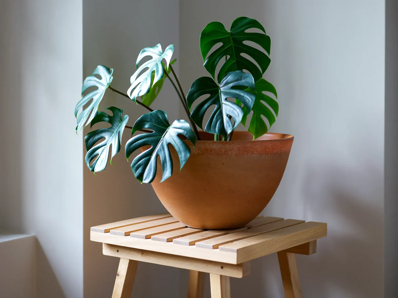 Monstera deliciosa w terakotowej doniczce na jasnym drewnianym stołku